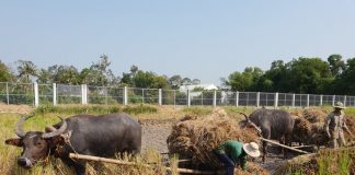 Rơm rạ dại khờ