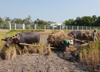 Rơm rạ dại khờ