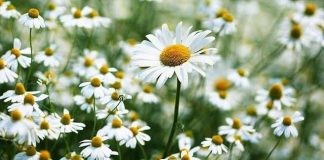 Bụi trong nắng – Kỳ 2