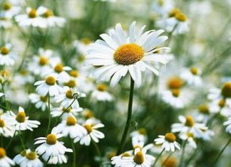 Bụi trong nắng – Kỳ 2