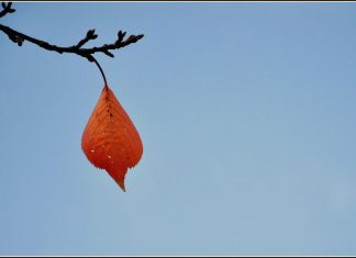 Lời gửi lại cõi tạm…