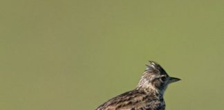 Viết cho Ưng Sơn Ca