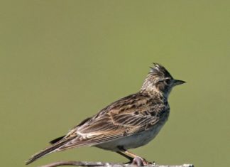 Viết cho Ưng Sơn Ca