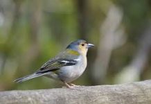 Viết cho Ưng Sơn Ca