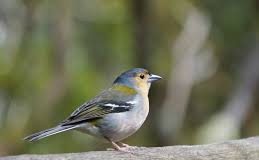 Viết cho Ưng Sơn Ca