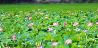 Từ một chuyến đi Đồng Tháp Mười