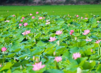 Từ một chuyến đi Đồng Tháp Mười