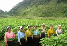 Thời bao cấp: Chuyện của anh kỹ sư Nông nghiệp