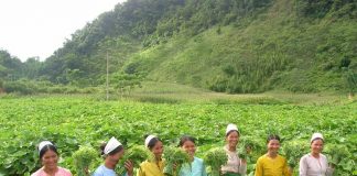 Thời bao cấp: Chuyện của anh kỹ sư Nông nghiệp