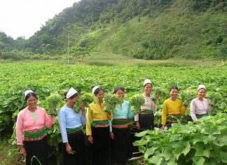 Thời bao cấp: Chuyện của anh kỹ sư Nông nghiệp