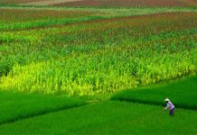 Những cánh đồng đất Việt – Kỳ 2