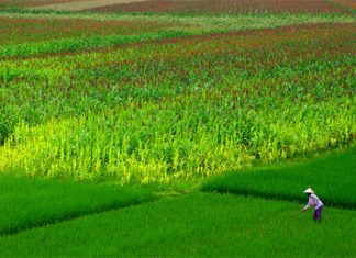 Những cánh đồng đất Việt – Kỳ 2