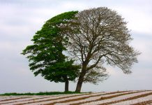 ‘Người chết đầu thai’ náo loạn đất Hòa Bình