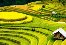 Những cánh đồng đất Việt – Kỳ 1