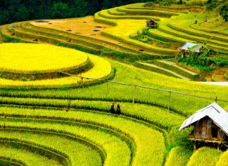 Những cánh đồng đất Việt – Kỳ 1