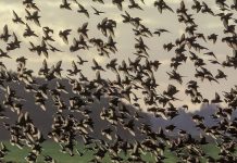 Cuộc di cư của chữ nghĩa – Kỳ 1