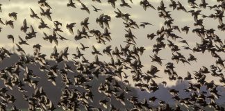 Cuộc di cư của chữ nghĩa – Kỳ 1