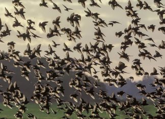 Cuộc di cư của chữ nghĩa – Kỳ 1