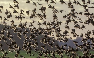 Cuộc di cư của chữ nghĩa – Kỳ 1