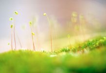 Hạnh phúc ai bán mà mua