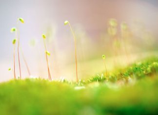 Hạnh phúc ai bán mà mua